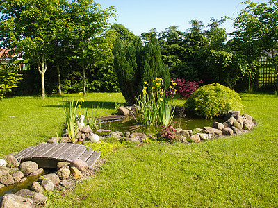 美丽的古典花园鱼池塘园艺背景院子绿色生长睡莲喷泉植物百合锦鲤场景奢华图片