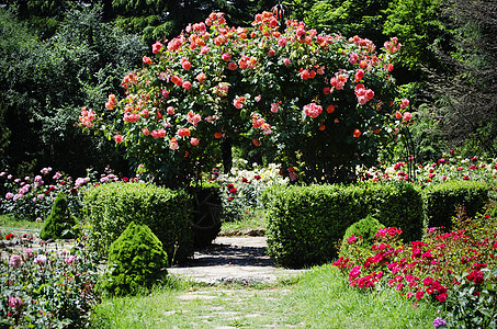 玫瑰花园园艺绿化叶子植物群花园玫瑰园林图片