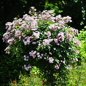 玫瑰花园叶子植物群园艺花园玫瑰绿化园林图片