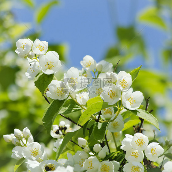 茉莉花植物群花园衬套叶子园艺植物绿色茉莉图片