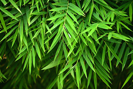 竹叶叶植物摄影衬套树叶枝条文化热带竹叶草族叶子背景图片