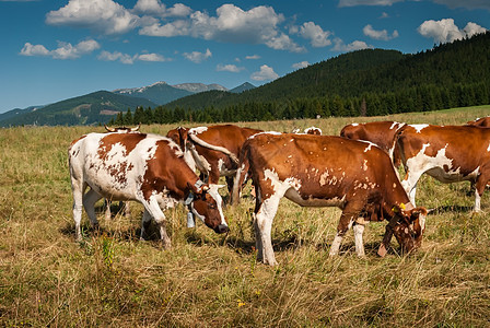牧牛的牲畜棕色爬坡天空团体牧场奶牛森林动物农场绿色图片