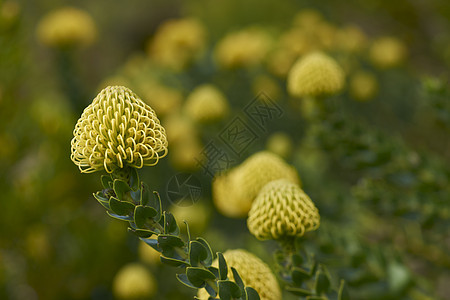 黄蛋白色花图片