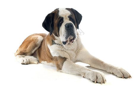 圣伯纳德獒犬男性动物工作室宠物山狗图片