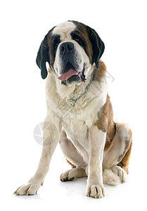 圣伯纳德动物工作室男性宠物山狗獒犬图片
