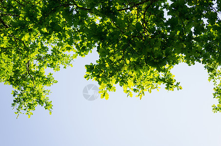 在蓝天空背景下阳光照耀的白叶图片