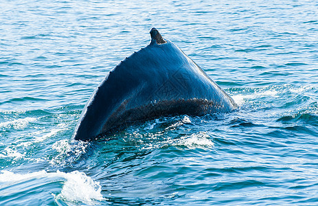 鲸身体海浪荒野蓝色哺乳动物鲸鱼野生动物捕鲸驼峰动物图片