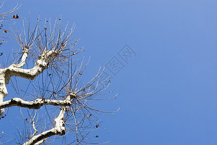 平木树白色旅行公园木头蓝色图片