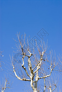 平木树蓝色旅行公园白色木头图片