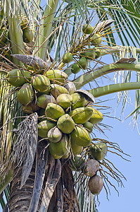 椰枣树上的椰子可可棕榈水果热带晴天植物群食物坚果花园营养图片