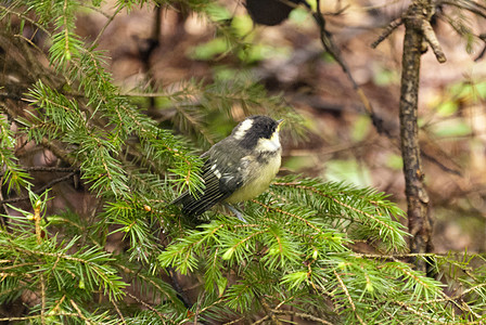 松鸟森林爬坡高地自然保护区旅行山雀踪迹动物树木图片