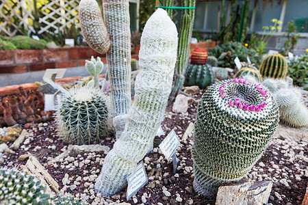 Cactus 温室花朵种植园绿色生长情调植物学培育异国生产园艺图片