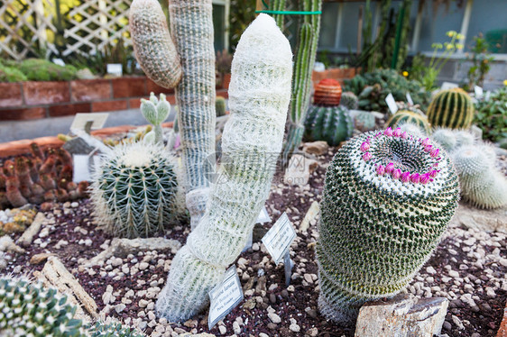 Cactus 温室花朵种植园绿色生长情调植物学培育异国生产园艺图片
