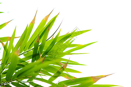 竹叶叶文化植物竹子框架白色图案竹叶叶子花卉绿色图片