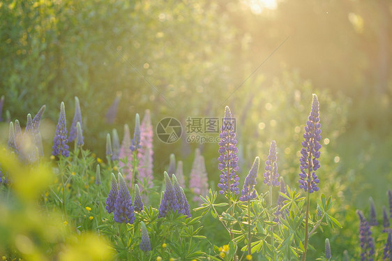 羽扇豆花紫色草地晴天花瓣蓝色绿色植物群场地花园荒野图片