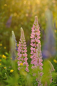 羽扇豆花花瓣生长草本植物美丽紫色花园太阳绿色草地花朵图片