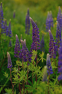 羽扇豆花生长花园植物学草本植物花朵紫色太阳乡村绿色美丽图片
