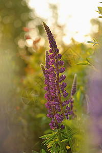 羽扇豆花荒野花瓣草地美丽紫色花园植物学花朵乡村绿色图片