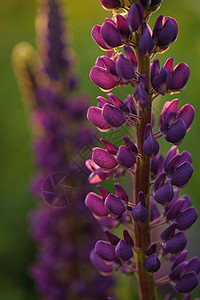 羽扇豆花场地草地花朵花园紫色晴天花瓣绿色荒野美丽图片
