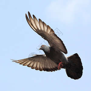 鸽子海鸟水鸟翅膀宠物荒野飞行天空鸟群动物自由图片