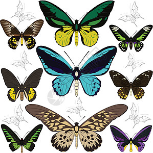 一套蝴蝶翅膀艺术团体插图季节漏洞昆虫图片
