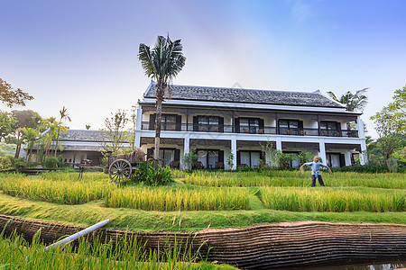 泰国别墅的绿稻田国家文化谷仓乡村场地绿色旅行房子场景热带图片