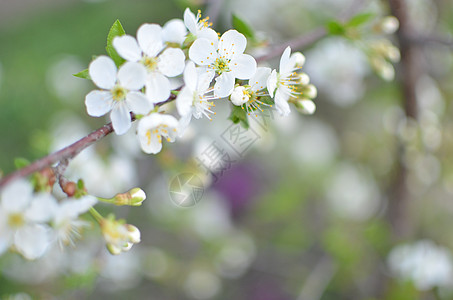 春花花植物生长季节场景场地团体美丽公园花束植物群图片