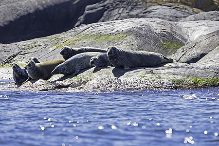 港口海豹海龟海岸线公章印章沿海水域北半球海洋哺乳动物背景图片
