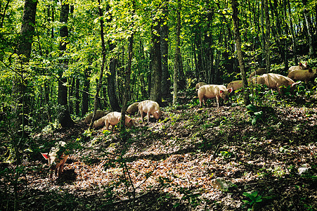 猪头畜牧业农村农场国家牧场森林养猪场爬坡农业小猪图片