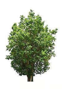 白色背景上的树分隔线树干植物学叶子孤独场地花园森林绿色植物植物生态图片