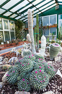 Cactus 温室植物学热带生产农业绿色生长花朵异国花园情调图片