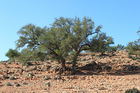 摩洛哥argan树场地坚果农业沙漠阳光天空背景图片
