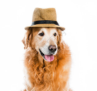 在帽子中再利用投球猎犬毛皮服装犬类微笑裙子配饰毛毡宠物图片