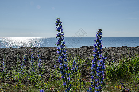 淡蓝色花朵闪闪发光的水前海岸边的淡蓝色蓝花朵背景