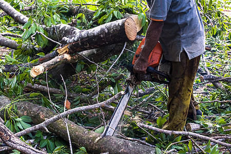 使用电链锯和专业人员砍伐树木的男男性工人安全帽汽油樵夫工作服职业森林手套日志木工人头盔图片
