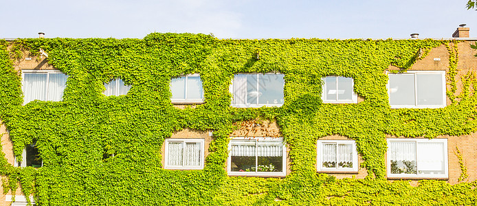 生态建筑 墙上布满了植物公寓商业植物群办公室玻璃公园建造窗户建筑学绿色植物图片