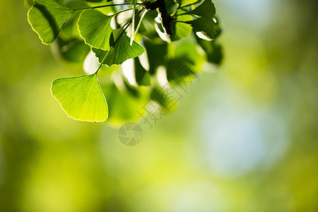 树枝和叶子康复草地香料银叶一滴水疗效刀刃草本植物植被草药图片