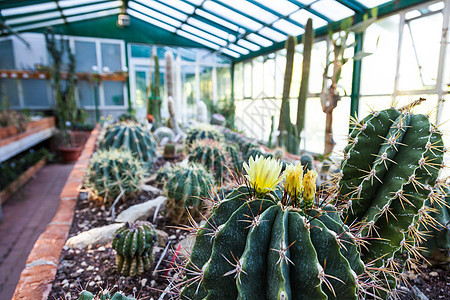 Cactus 温室生产绿色栽培花朵花园热带培育种植园异国园艺图片