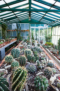 Cactus 温室绿色栽培灌溉生长情调农业热带植物园艺花园图片