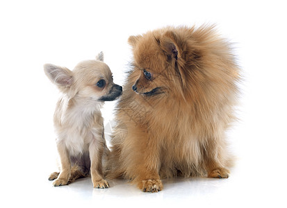 小小狗吉娃娃和吐槽工作室犬类宠物动物棕色白色图片