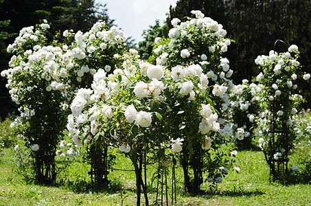 玫瑰花园园林玫瑰花园绿化园艺植物群叶子图片