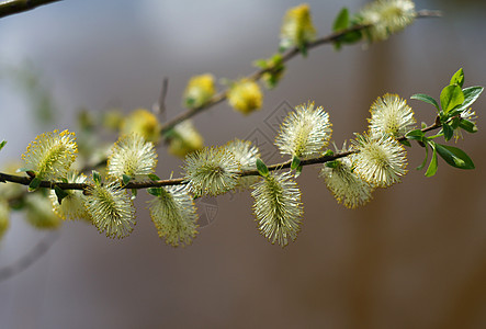 柳柳花盛开花瓣枝条生活黄色生长水平植物学植物宏观季节图片