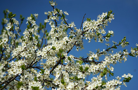 春梅树对着蓝天蓝色植物枝条花园阳光公园环境生长天空农业背景图片