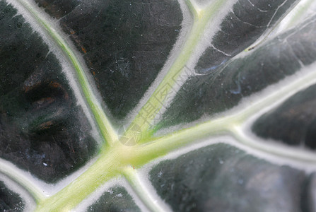 绿藻类植物叶树叶叶子海芋园艺绿色图片