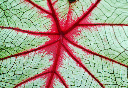 红白藻类植物叶图片