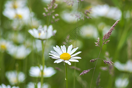 草地中的小菊花生长宏观种子花粉阳光场景环境农村花园植物图片