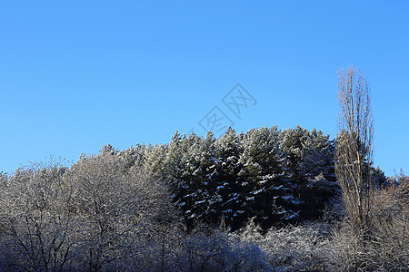 山上满是霜和积雪的树木框架高地公园气候暴风雪旅行阳光季节植物群森林图片