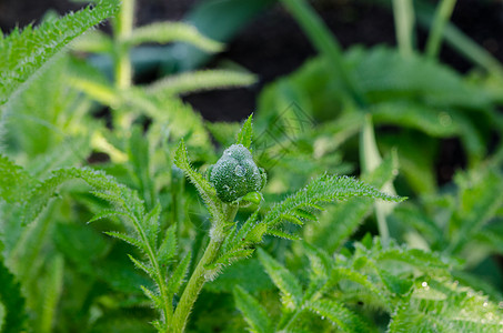 带芽和小水滴的绿菜园露珠绿色雨滴宏观生态生活花瓣植被液体生长背景图片