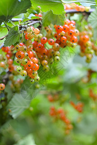 红曲线浆果水果生长植物衬套果汁花园收获食物农场图片