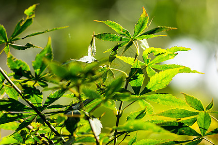 离开背景背景绿色墙纸场地植物群叶子花园晴天树叶红色植物图片